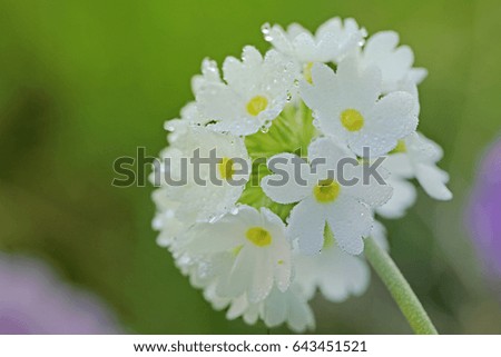 Primula  white  spherical (Primula denticulata) In the rain drops On a light green background. 