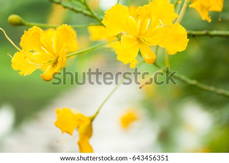 yellow flower in a garden, yellow Barbados Pride, yellow Dwarf Poinciana
