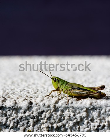 Outdoor color macro animal portrait of a single isolated green grasshopper sitting on a white stone wall with blue background 
