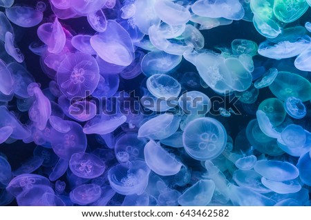 Jellyfishes Royalty-Free Stock Photo #643462582