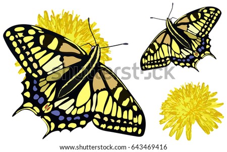 black and yellow butterfly Machaon is sitting on the yellow flower Dandelion. eps8. One set contains two self-sufficient illustrations Butterfly and Flower.