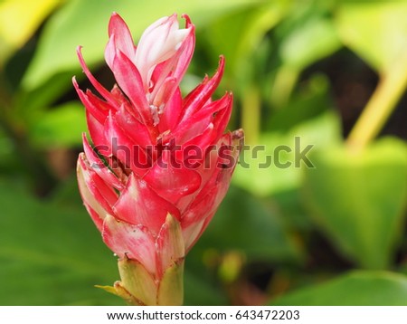 red ginger flower green leaf background, pink corn ginger or ostrich plume. (alpinia purpurata)