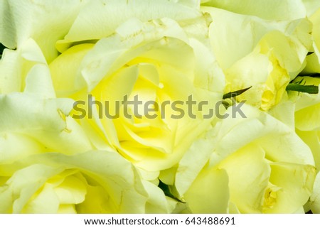 White roses on a rustic wooden table