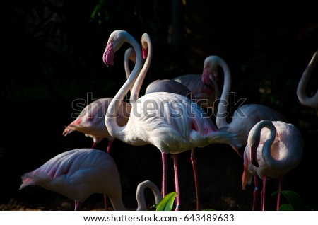 flamingo standing  lowkey photo