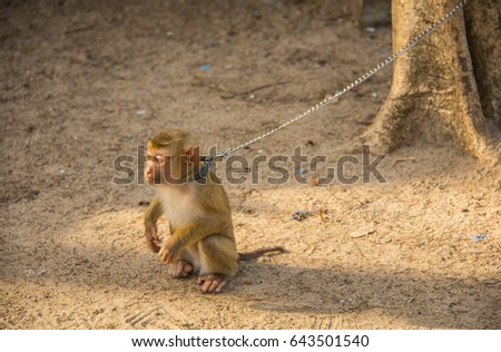 Baby monkeys for climbing coconut tree