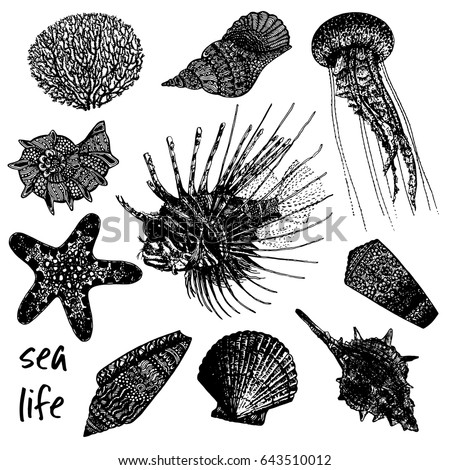 Hand drawn sketch set of sea creatures - coral, seashells, jellyfish, lionfish and starfish. Vector illustration isolated on white background.