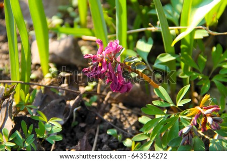 Purple corydalis flower on spring