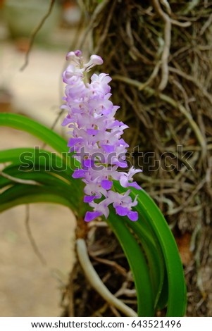 Local Orchid
