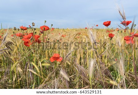 Field of wheat and poppies on a blue sky