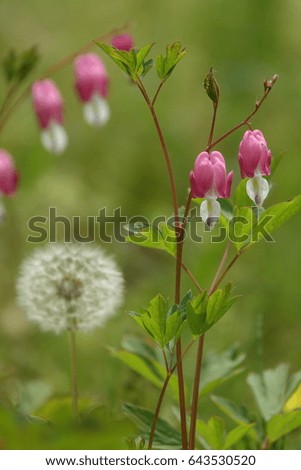 Dicentra spectabilis, bleeding heart, and silhouette of dandelion