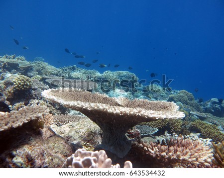 Blur picture of coral table with with coral reef background at Layang-layang island, Sabah,malaysia