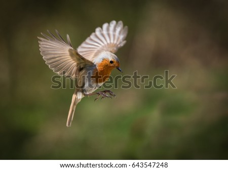 Red Breasted robin hovering mid flight against a natural background, he is flying in mid air. Royalty-Free Stock Photo #643547248