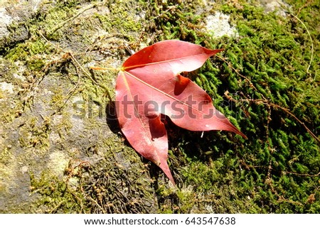 Maple leaf on moss tree 