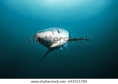 Blue shark, prionace glauca, Atlantic ocean
