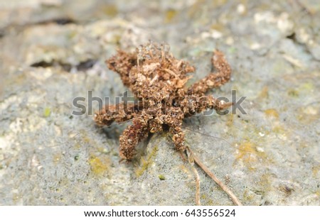 Assassin bug cover their body with debris to camouflage from predators and prey. Selangor malaysia