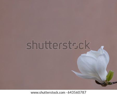 Delicate white magnolia flower for wedding invitations, advertisements, posters, signs, and other great ideas and concepts. horizontal background.