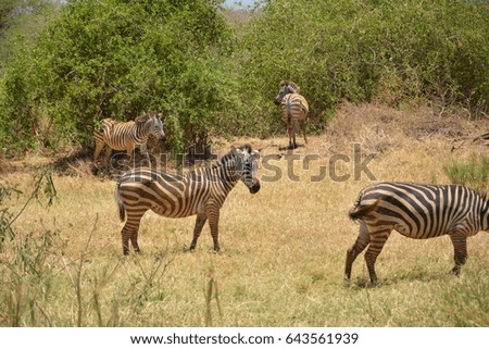 African wildlife, Tanzania, parks, ngorongoro crater