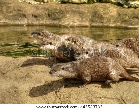Bevy of Otters