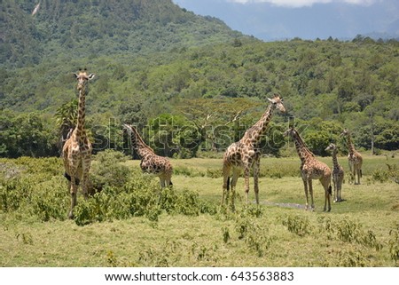  African wildlife, Tanzania, ngorongoro crater