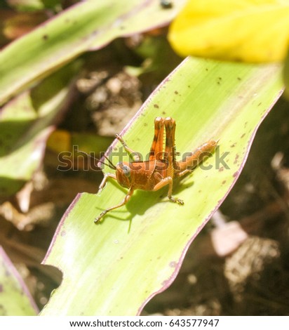A close-up photograph of a young Hedge Grasshopper (Valanga irregularis) in Brisbane, Australia. 