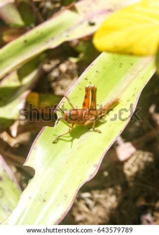 A close-up photograph of a young Hedge Grasshopper (Valanga irregularis) in Brisbane, Australia. 