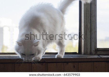 White cat descends from the windowsill