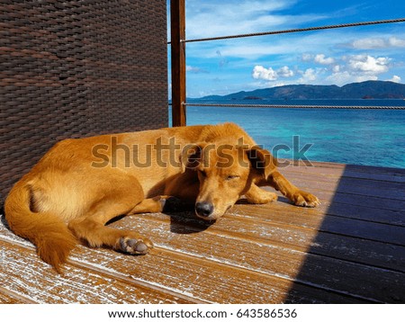 A Thai dog sleep on the floor with sea background