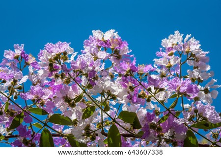 The Lagerstroemia blooming in nature