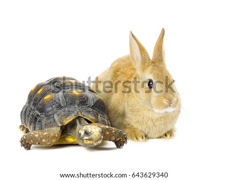 Turtle vs rabbit race business concept