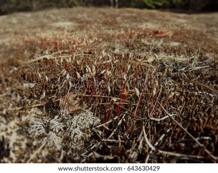 The photo of the red moss close up
