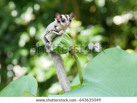 Sugar glider on the tree. Royalty-Free Stock Photo #643635049