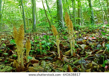 A group of Bird's Nest orchid, Neottia nidus-avis, selective focus, flowering in spring in a typical environment a Beech Wood, The Plantation, Painswick,The Cotswolds, Gloucestershire, England, UK Royalty-Free Stock Photo #643638817