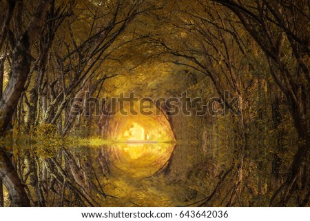 Magic tree tunnel.