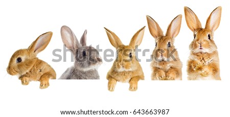 A set of rabbits peeking
