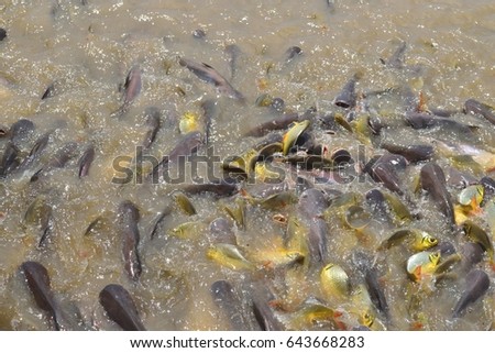 Group of Pangasius fish and carp in pond