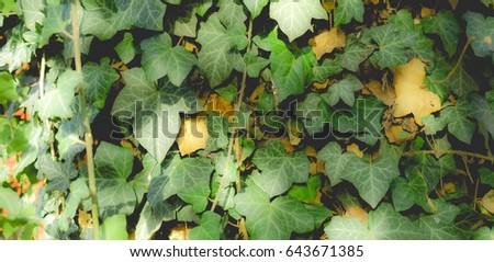 Green ivy plants background picture, dreamy faded look