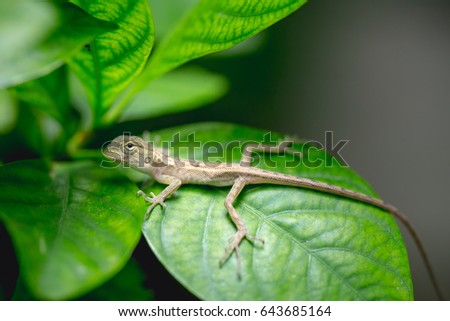 Baby chameleon on green leaves picture macro focused. Chameleon of Thailand.