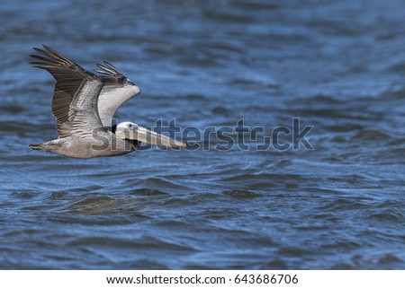 Brown Pelican Flying Low over Gulf of Mexico at Holly Beach, Louisiana Royalty-Free Stock Photo #643686706