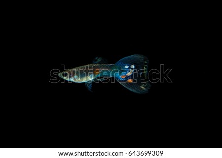 guppy fish isolated on Black background