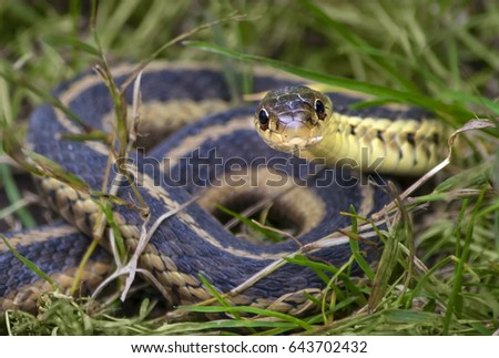 Snake in the grass. Common eastern Garter snake, coiled in the grass, looking forward  at camera Royalty-Free Stock Photo #643702432