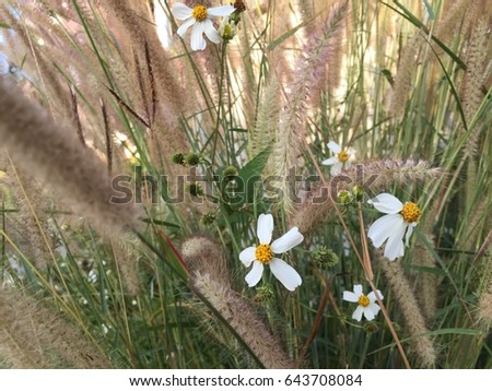 White and yellow flowers among grass