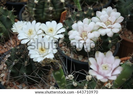 many white cactus flower