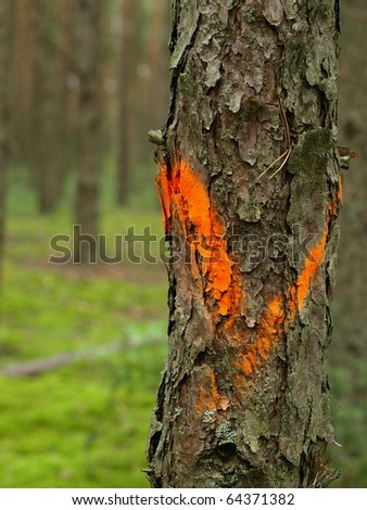 orange signs for hiking tourism in a forest