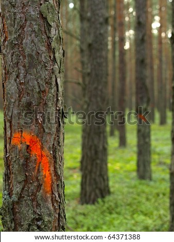 orange signs for hiking tourism in a forest