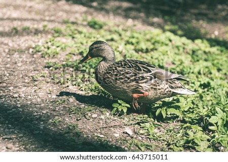 Flock of Ducks in sunny summer day. close up. - vintage matte look
