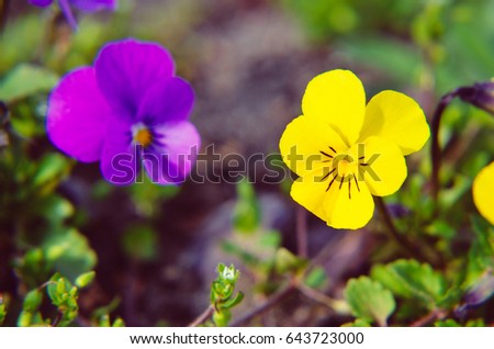 Violas or Pansies Closeup in a Garden different colors