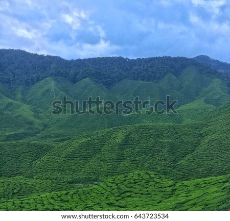 Tea farm on the hill in cameron highland malaysia