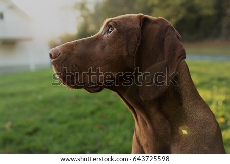 Hungarian Vizla dog Close up
