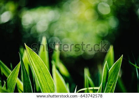 Green iris Wild leaves flower field in bloom .
Amaryllis meadow, flower garden.
Bright iris flowers on a background of the spring landscape. with space for text. Abstract background. side view