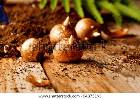 flower bulbs on the table Royalty-Free Stock Photo #64375195